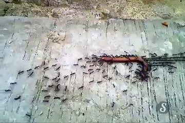 A Good Example of Team Work