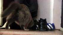 Funny Cat & Cute Kittens Fail Videos - Funny Kitty Cat Video 2016