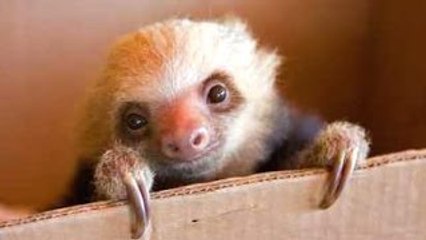 Lindo Pereza De Un Divertido Y Lindo Pereza Videos Compilación De 2022-2023