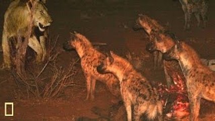 Lion Documentary National Geographic LION, THE SUPREME POWER