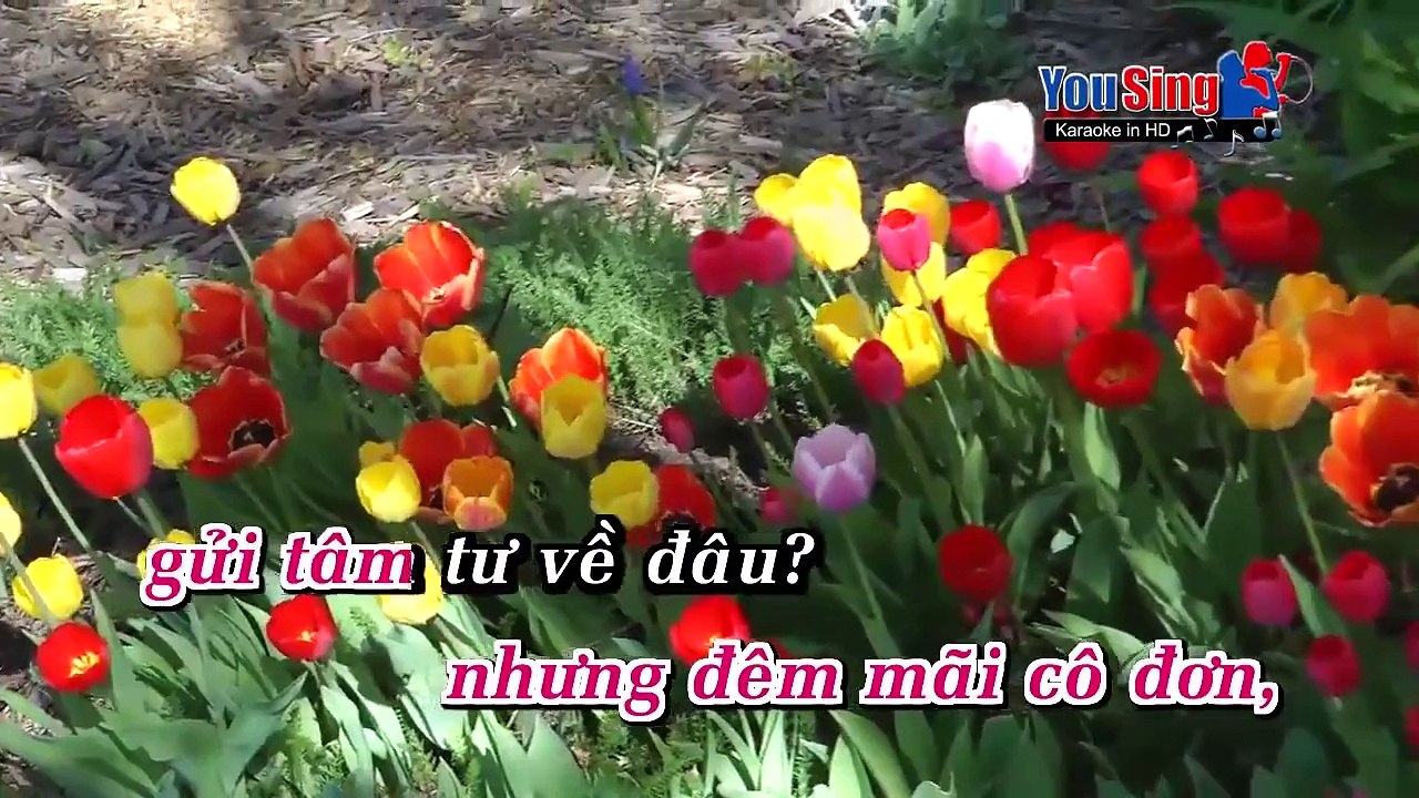 Karaoke Mưa Rừng_Cẩm Ly