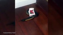 Terrifying Footage Has Emerged of The Moment a Man Found a Venomous Snake Caught Between a Mouse Trap