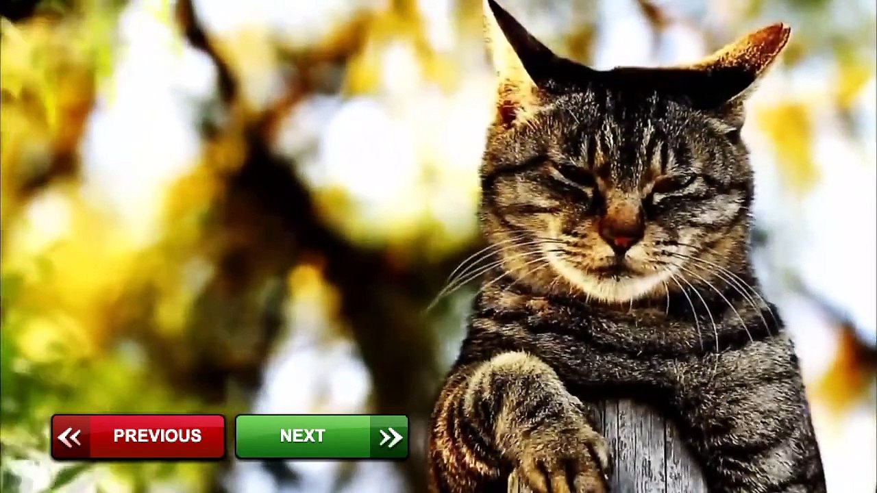 Funny Animal Vine Compilation 2015