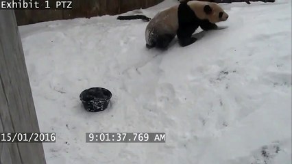 Un panda s'amuse gaiement dans la neige au Canada