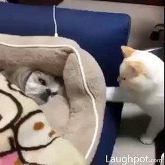 Burası Artık Benim Yatağım Diyen Komik Kedi Videosu