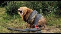 Lions Documentary Lions, Hyenas, Elephants Real Fight Animals Documentaries Film