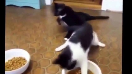 Funny Cat Fails Try not to Laugh 2016 - Best Funny Cats videos compilation try not to laugh 2016