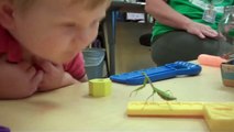 Praying Mantis Attacks Baby's Face - Funny Animals Channel