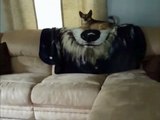 Dog Knocks Another Dog Off of Couch - Funny Animals Channel