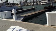 Dog Pushes Seals off of Dock - Funny Animals Channel