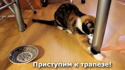 Кот красная икра _)