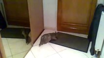 Chat qui pète un plomb à cause dune mouche ( Vidéo Drôle)