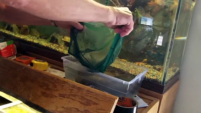 Electric Catfish violently shocks its Owner Repeatedly