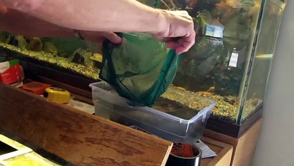 Electric Catfish violently shocks its Owner Repeatedly