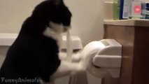 Funny Cats Vs Toilet Paper Compilation - Funny Animals Channel