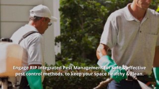 Control Pests With Safe & Effective Pest Control Services in Oron Park