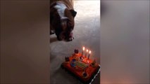 Un chien souffle ses bougies d'anniversaire