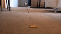 Trail of treats leads English Bulldog to delicious snack - Funny Animals Channel