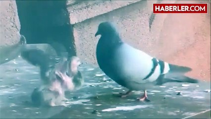Göz Göre Göre Yavru Güvercini Martıya Yem Etti