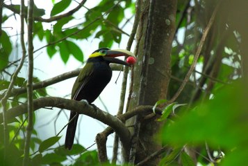 Really Wild Animals  Totally Tropical Rainforest