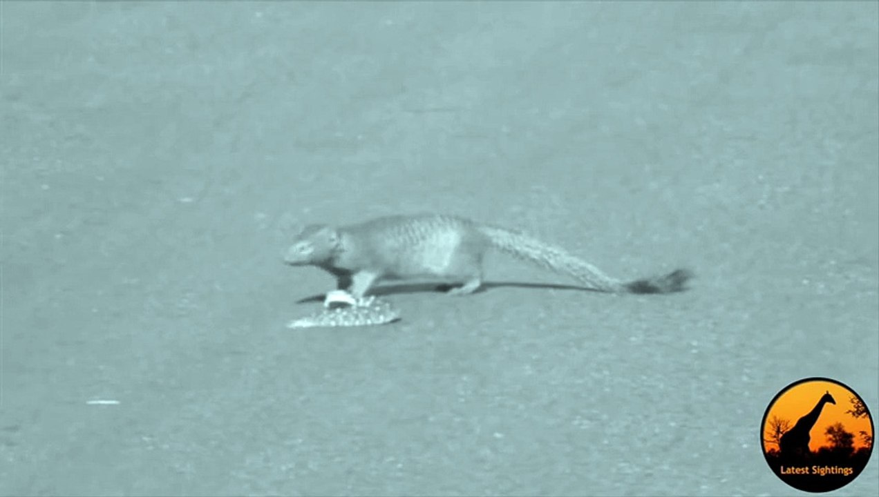Slender Mongoose Interaction With Puff Adder (Black & White) - Latest Wildlife Sightings