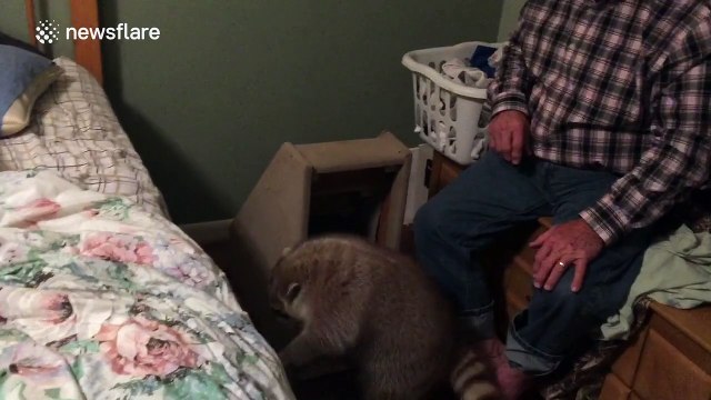 Just two raccoons wrestling