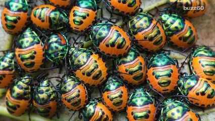 579 insect species are crawling around your house right now