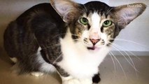 Homeless cat looks like 'Star Wars' character, gets adopted