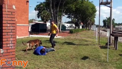 The best Protection Trained Dogs