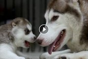 Husky Mama Teaches Her Adorable Pups How Much Fun They Could Be Having