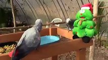 Amazing parrots enjoying with talking toy