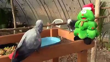 Amazing parrots enjoying with talking toy