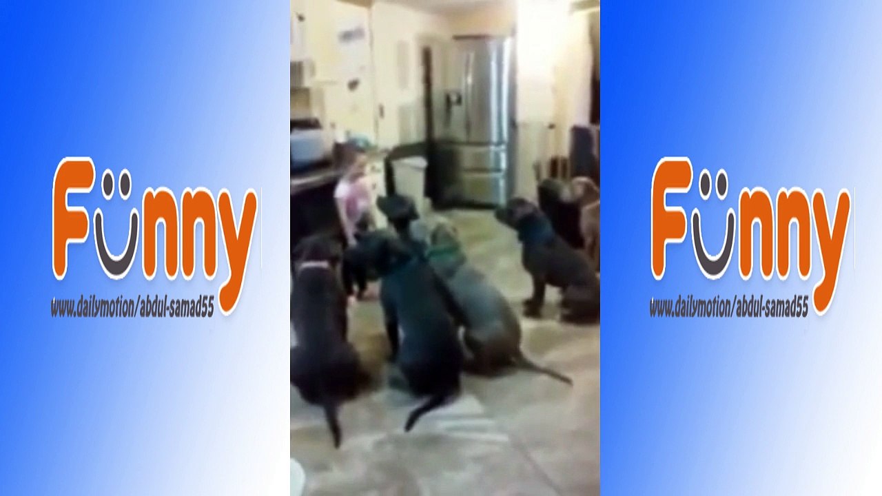 4 year old little girl feeding and controlling 6 pitbulls