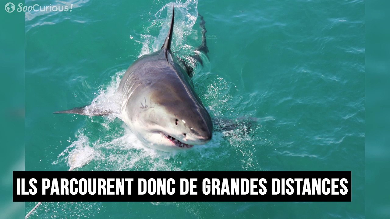 Les requins blancs en captivité meurent en quelques semaines dans le seul but de satisfaire certains curieux