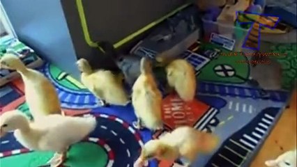 Cutest animal sounds - Funny and cute animal compilation