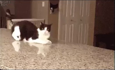 Хозяин, с вискасом что то не так...