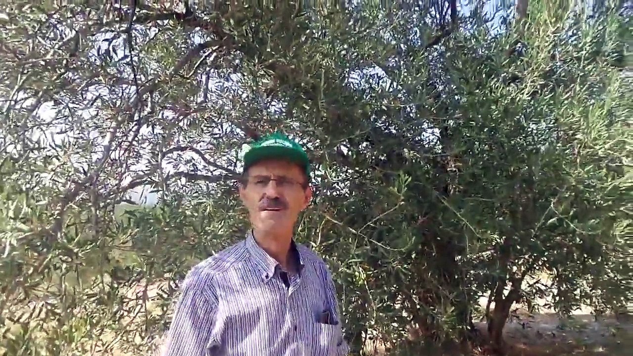 Zeytin Dal Kanseri Hastalığı, Neden olur, Tedavisi Nedir, Ne Yapılır, Çözümü Nedir