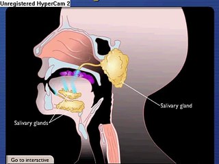 Learn How The Digestive Process Works