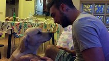 Guilty dog desperately asks for forgiveness