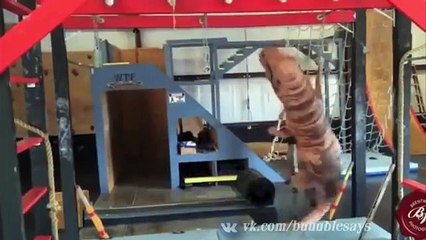 ЛУЧШИЕ ПРИКОЛЫ 2015 ОКТЯБРЬ! САМЫЕ СМЕШНЫЕ ПРИКОЛЫ _ Выпуск 145