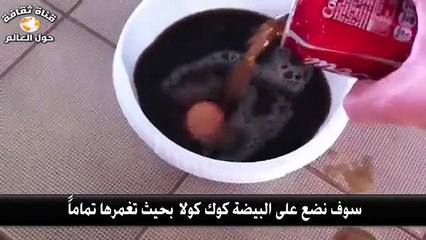 شاهد ماذا يحدث للبيضة عند وضعها في كوكا كولا
