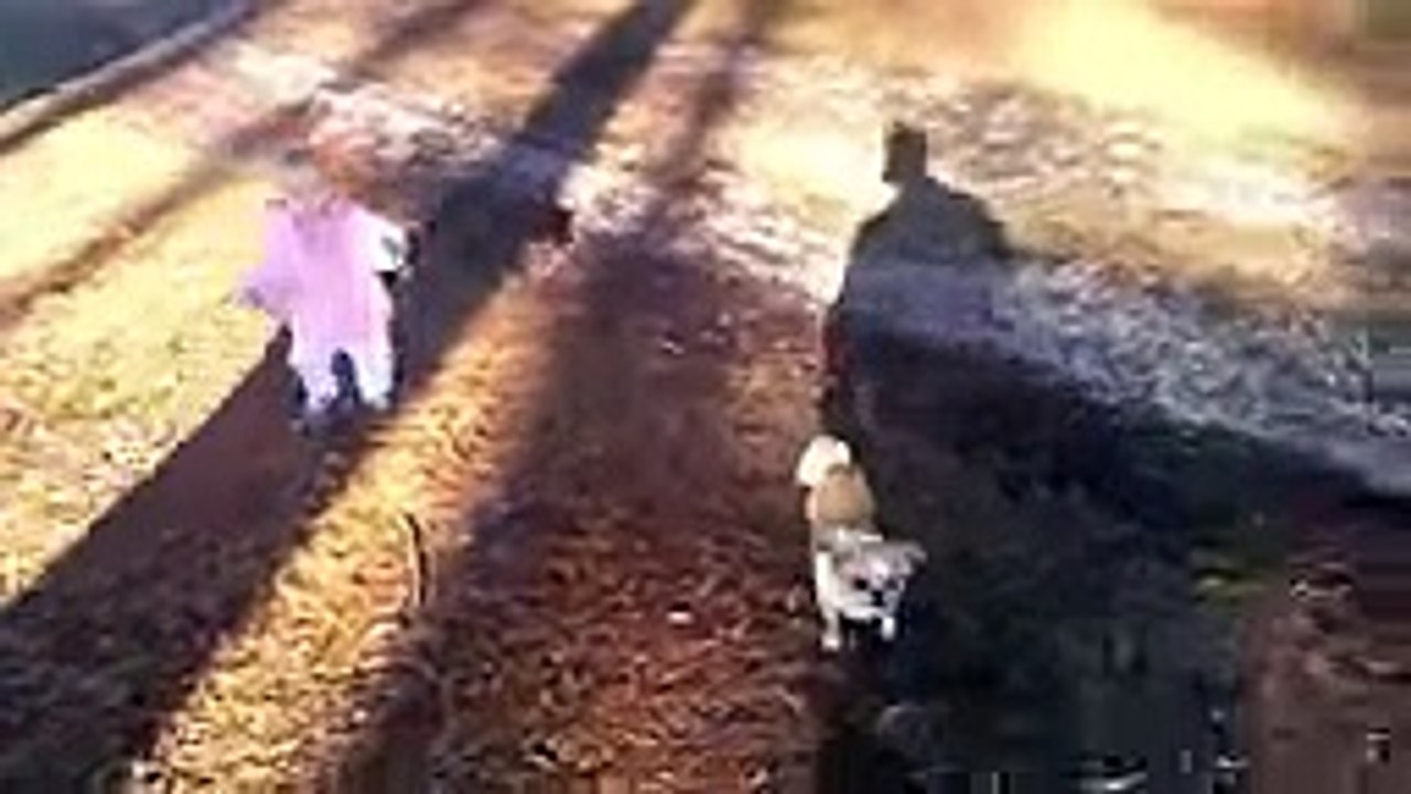 Cute Babies Walking Dogs