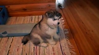 funny animal movies 8 Weeks Old Malamute Puppy Lida _ Cutest Puppy Ever