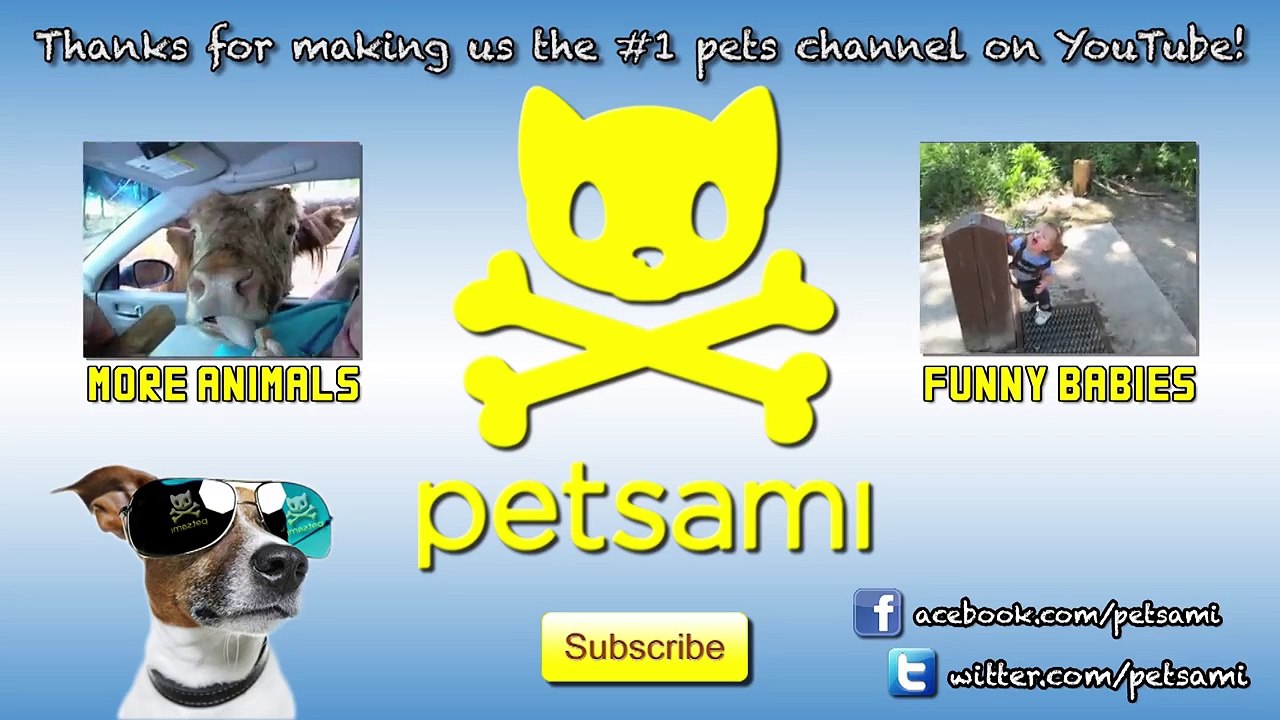 Kitten Faints Because Of Man's Smelly Feet