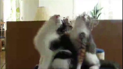 Kittens bob their heads to the beat