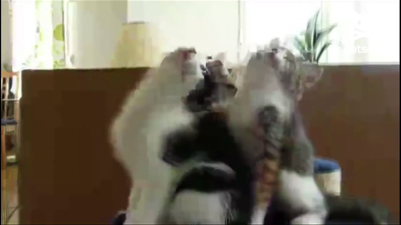 Kittens bob their heads to the beat