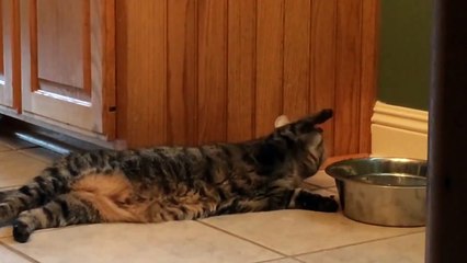 Lazy Cat Doesn&#39;t Get Up to Drink Water