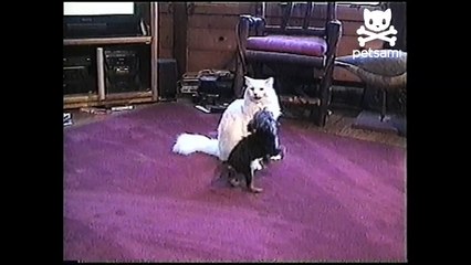 Lazy cat is unamused by puppy
