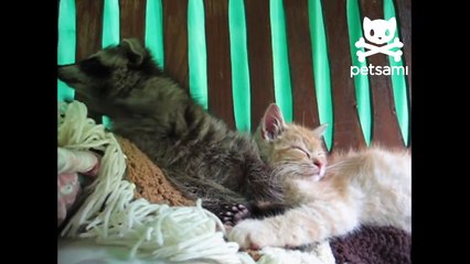 Raccoon thinks a kitten is his teddy bear