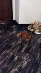 Orange Cat Afraid of Dog in Mask